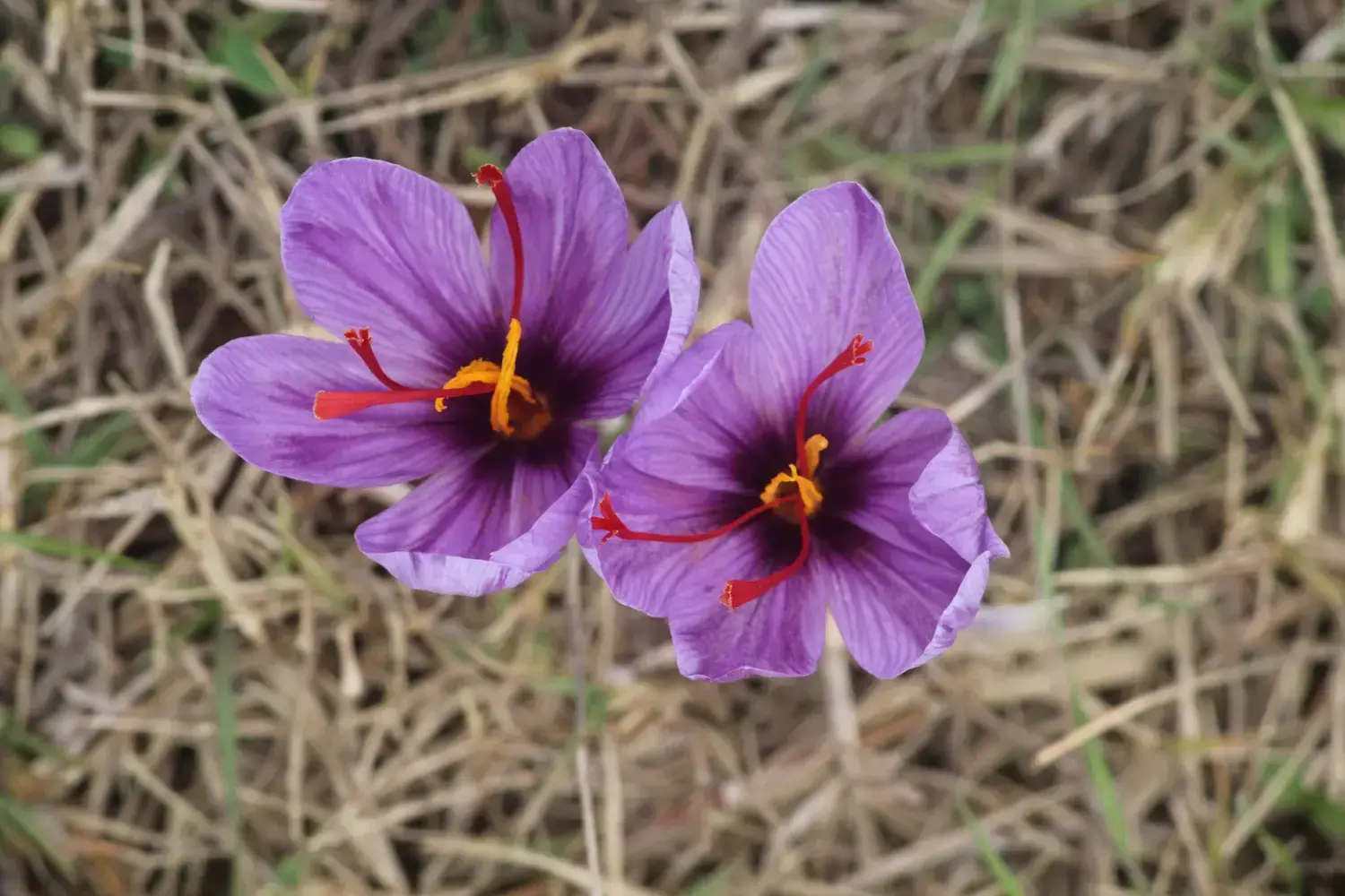 Flores de azafrán recién recolectadas