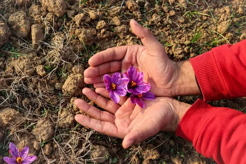 Recolección manual de flores de azafrán